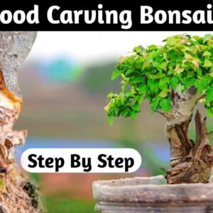 The Art Of Mini Deadwood Carving Bonsai