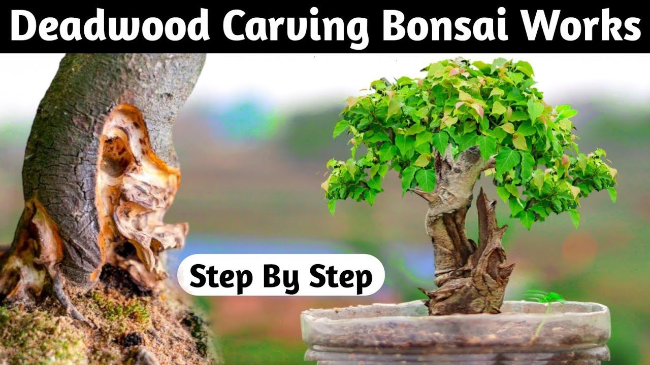 The Art Of Mini Deadwood Carving Bonsai