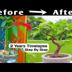 Time-lapse Guide: Creating A Bonsai From Start To Finish