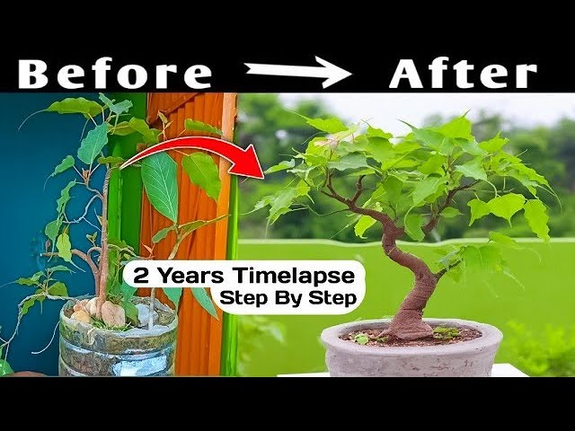 Time-lapse Guide: Creating A Bonsai From Start To Finish