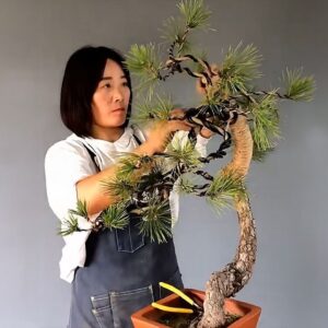 How to bend a bonsai - great bonsai bending skills #235 / Black pine tree shape