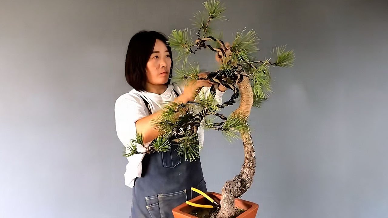 How to bend a bonsai - great bonsai bending skills #235 / Black pine tree shape