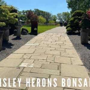 Visiting Wisley & Herons Bonsai Walk