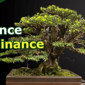 Balancing Top-Dominance in Yew Bonsai: 8-Month Transformation with Expert Techniques