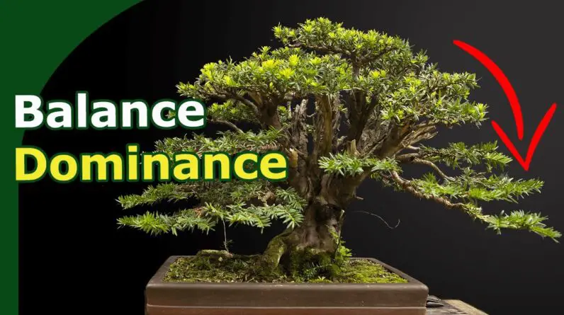 Balancing Top-Dominance in Yew Bonsai: 8-Month Transformation with Expert Techniques