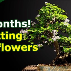 Little Leaf Lilac cutting flowering the same year! How to expertly propagate Bonsai tree species.