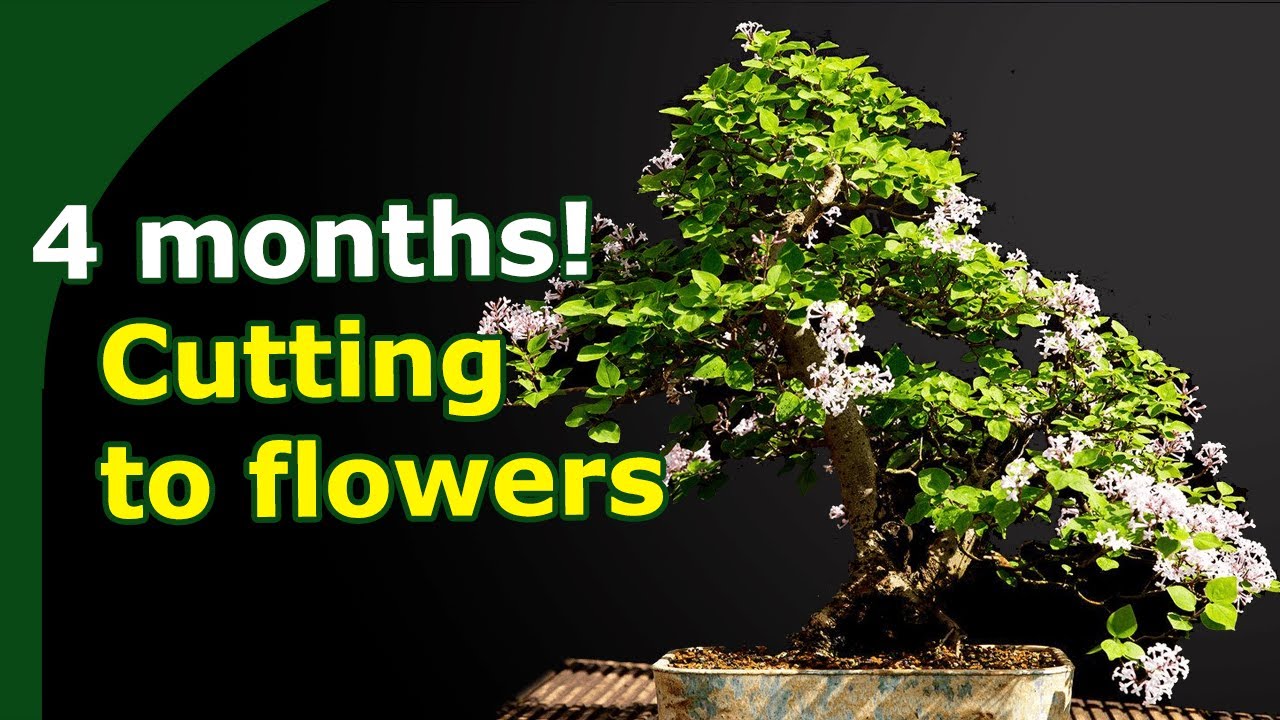 Little Leaf Lilac cutting flowering the same year! How to expertly propagate Bonsai tree species.