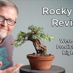 Bonsaify | Revisiting a Chinese Corkbark Elm: How Accurate were Eric's Predictions?