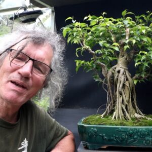 A year in the Life of My Ficus benjamina "Franken-Ficus", The Bonsai Zone, Aug 2024