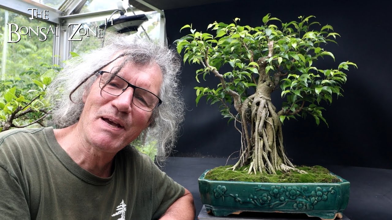 A year in the Life of My Ficus benjamina "Franken-Ficus", The Bonsai Zone, Aug 2024