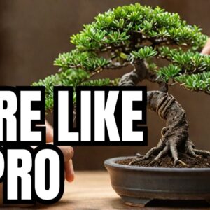 How to wire a bonsai tree like a Pro ! step by step guide, Iqbal Khan, mikbonsai,