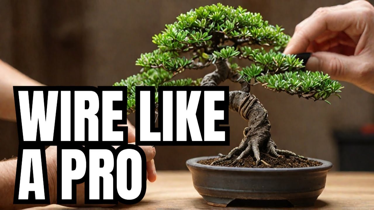 How to wire a bonsai tree like a Pro ! step by step guide, Iqbal Khan, mikbonsai,