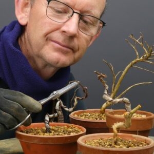 What you need to know about creating interesting bonsai with root cuttings.