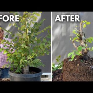 3 Steps to Turn a Sapling Into a Bonsai