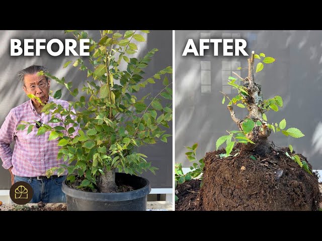 3 Steps to Turn a Sapling Into a Bonsai