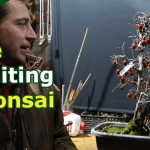 A bonsai expert unlocks a new rare species: Fruiting Persimmon Bonsai