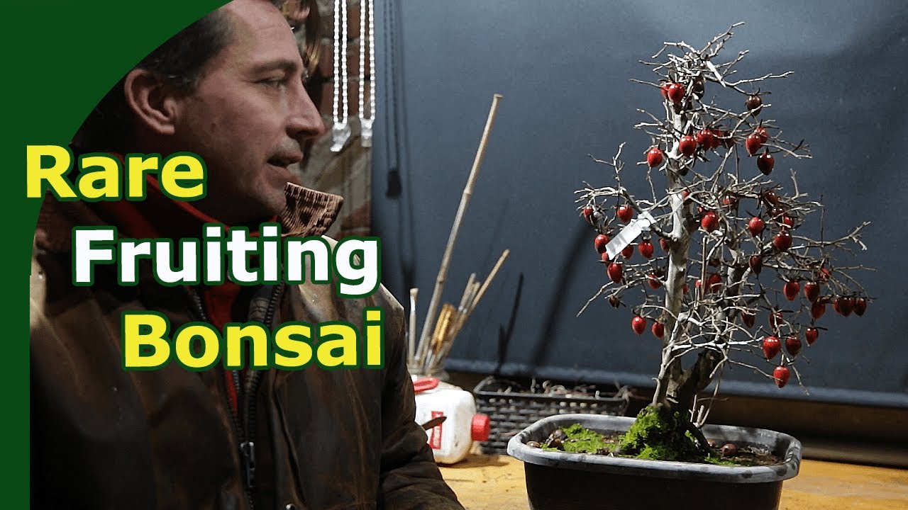 A bonsai expert unlocks a new rare species: Fruiting Persimmon Bonsai