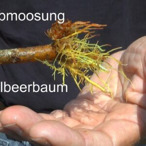 Abmoosung Maulbeerbaum im Thema Bonsai