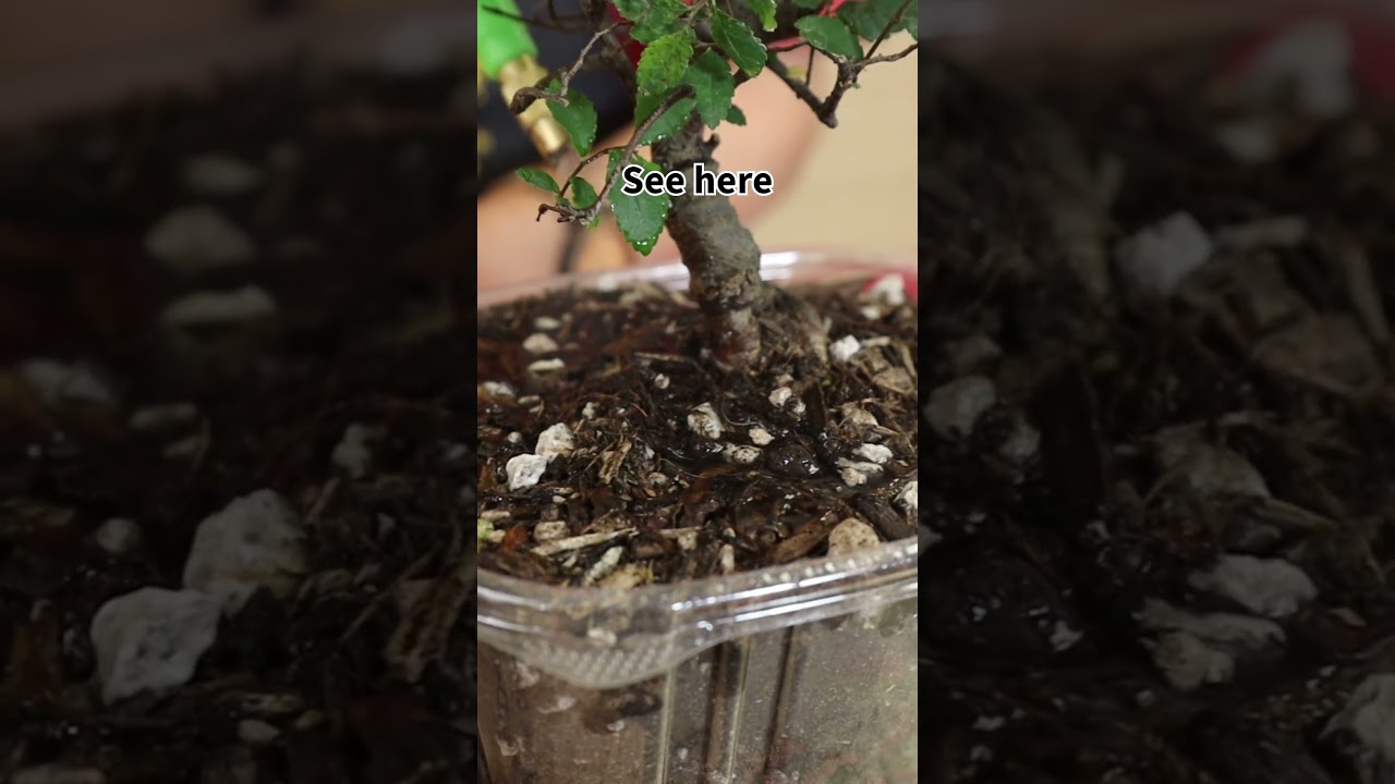 Common bonsai watering mistakes. #shorts #bonsai #penjing #watering #bonsaiforbeginners