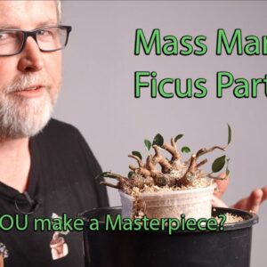 Bonsaify | From Mass Market to Masterpiece Ficus Part 5: Growing Aerial Roots