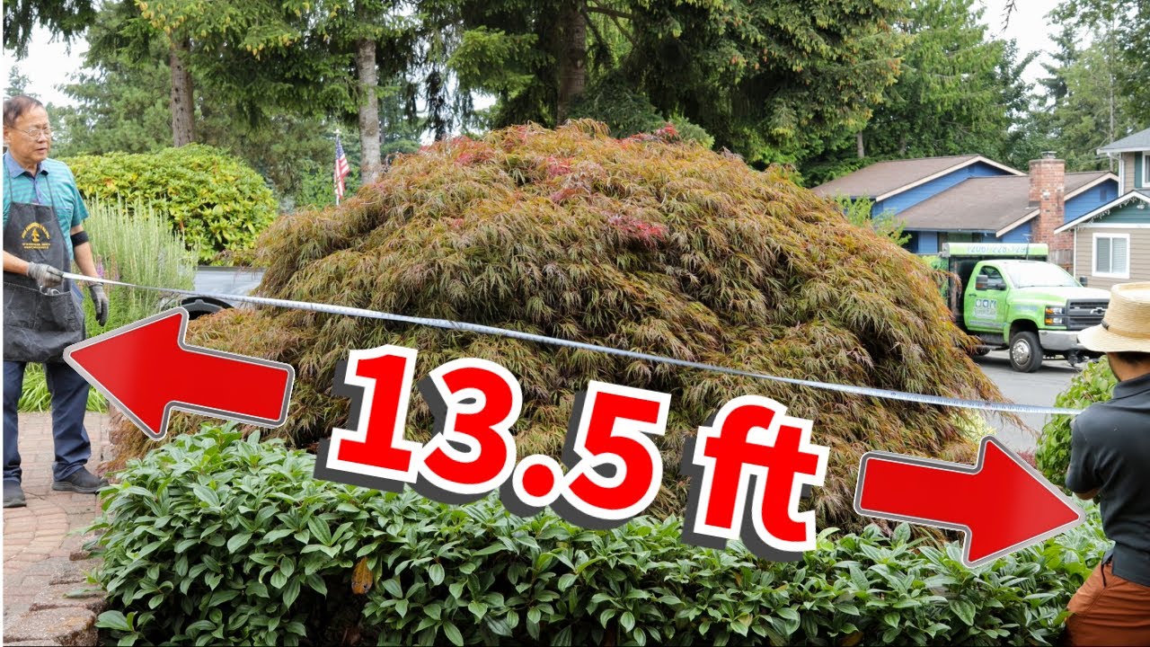 Maple tree makeover, bonsai style! Watch and learn how we trim this maple.