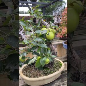 Apple Bonsai?! #bonsai #fruits