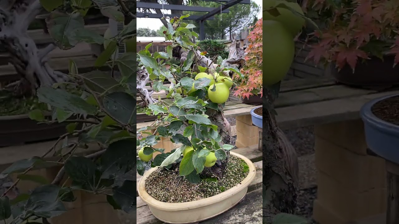 Apple Bonsai?! #bonsai #fruits