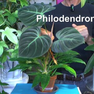 Phiodendron was Du über diese Pflanzenart wissen musst um sie gut wachsen zu lassen