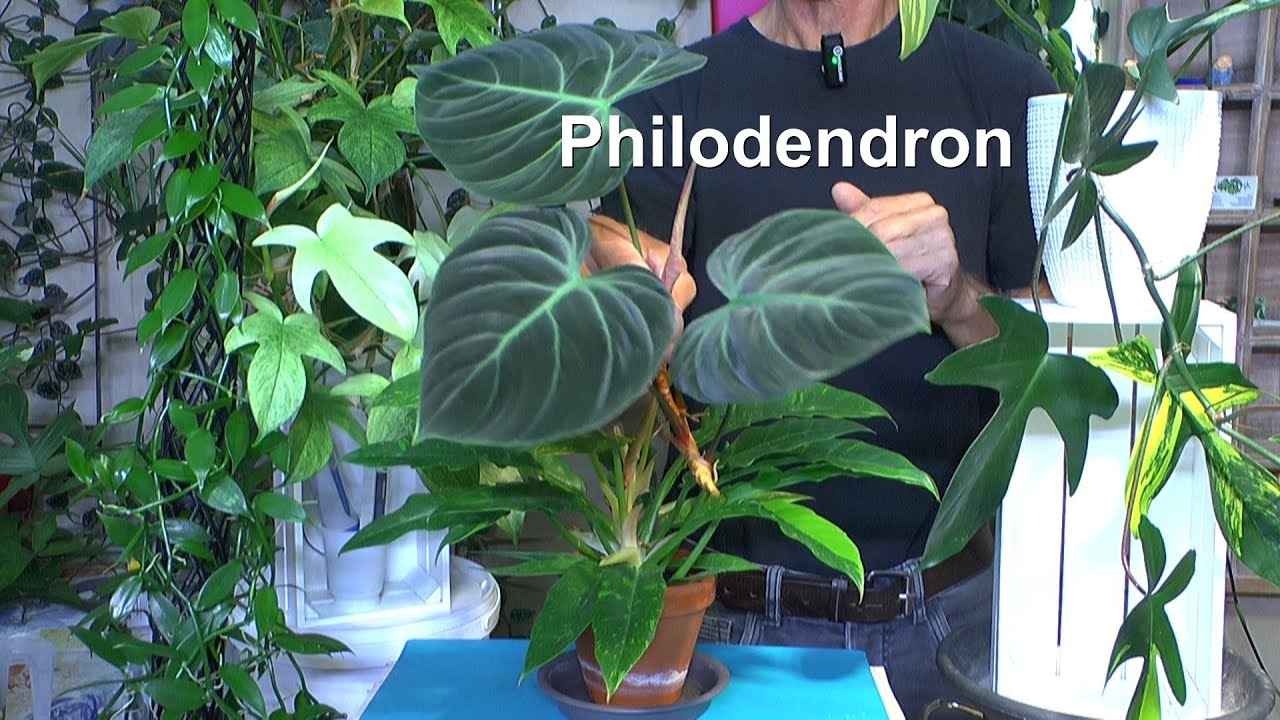 Phiodendron was Du über diese Pflanzenart wissen musst um sie gut wachsen zu lassen