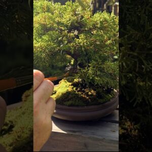 August bonsai tasks: deadwood features