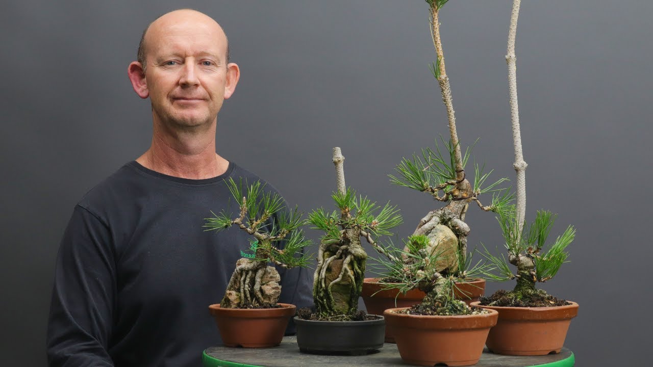 Autumn work on 6 seed grown Japanese black pine bonsai