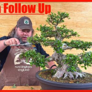 Azalea Follow Up - Greenwood Bonsai