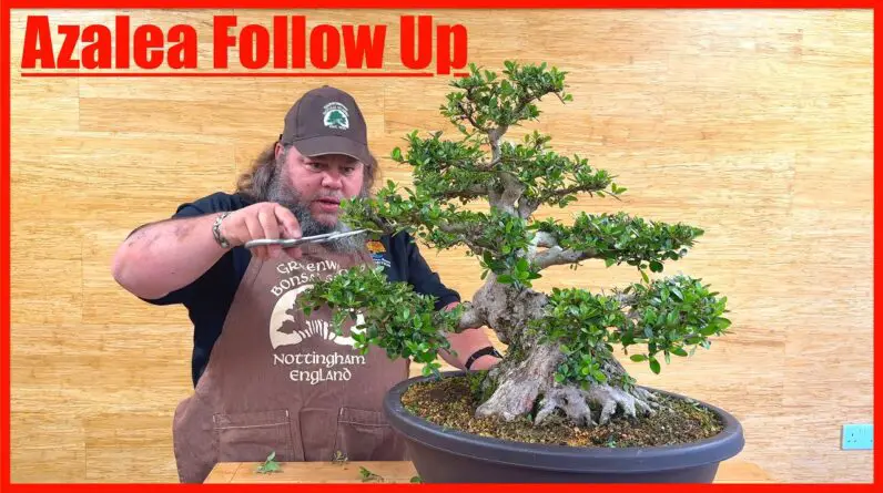 Azalea Follow Up - Greenwood Bonsai