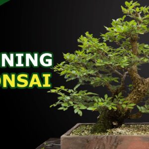 Better Bonsai Backbudding By Thinning (Not Pruning)