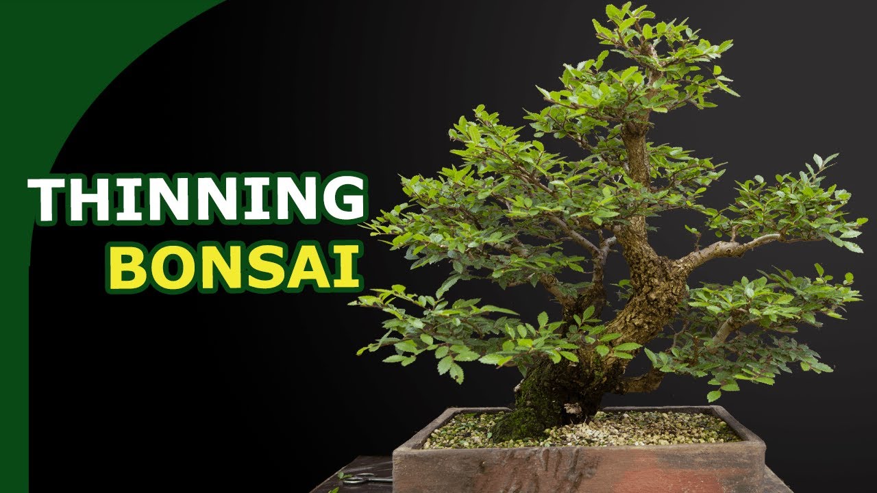 Better Bonsai Backbudding By Thinning (Not Pruning)