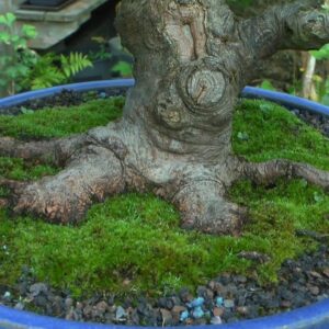 Bonsai Arbeiten an den kleinen Bäumen im August Teil 1