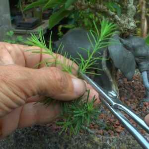 Bonsai Arbeiten an den kleinen Bäumen im August Teil 2