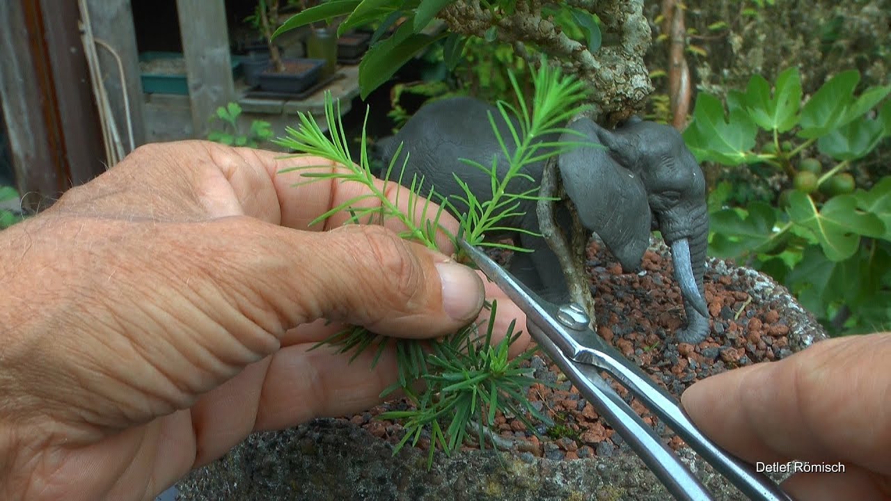 Bonsai Arbeiten an den kleinen Bäumen im August Teil 2