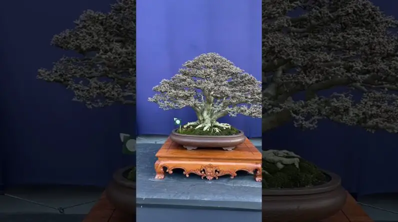 Bonsai at Exhibition #livingart #bonsai #bonsaiindonesia #bonsaitree