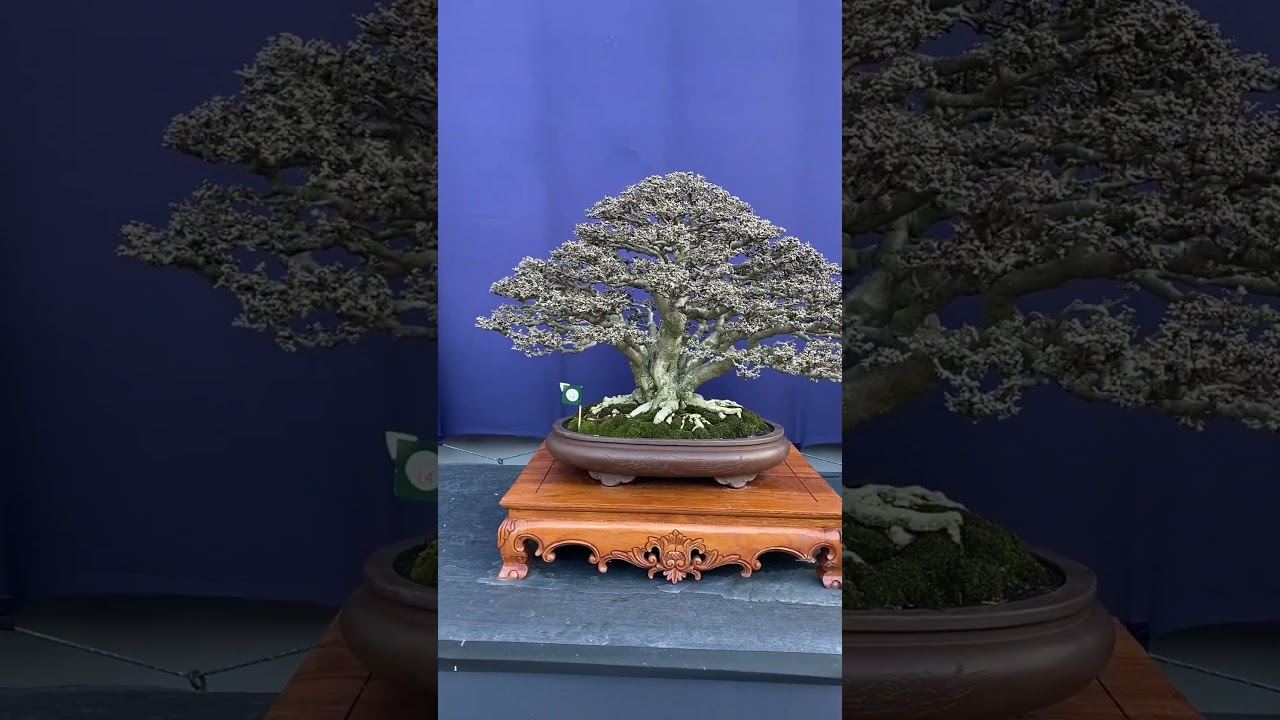 Bonsai at Exhibition #livingart #bonsai #bonsaiindonesia #bonsaitree