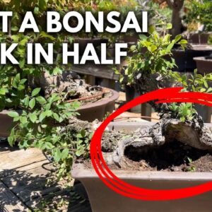 Bonsai Design: How I Made a Bonsai with Half a Trunk | Q&A