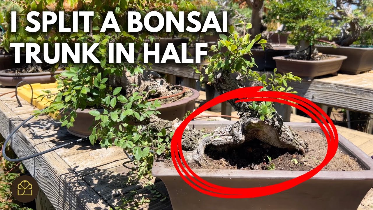 Bonsai Design: How I Made a Bonsai with Half a Trunk | Q&A