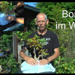 Bonsai ende August und wie kann man einen Bonsai überwintern