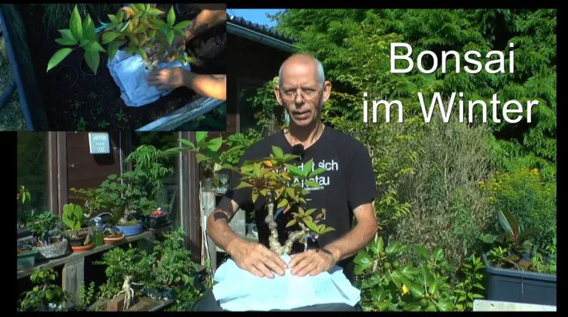 Bonsai ende August und wie kann man einen Bonsai überwintern