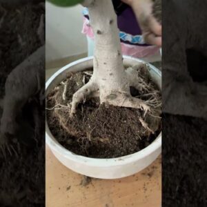 Transform Your Banyan Bonsai: Expert Repotting Tips and Tricks #bonsai #banyan #terracegardening