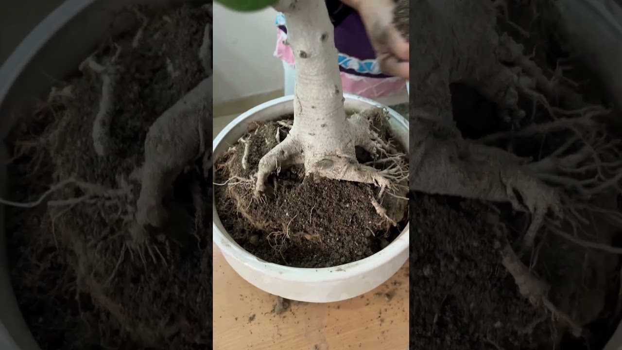 Transform Your Banyan Bonsai: Expert Repotting Tips and Tricks #bonsai #banyan #terracegardening