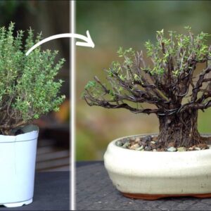 Bonsai from a Thyme plant?!