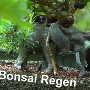 Bonsai Garten im Regen