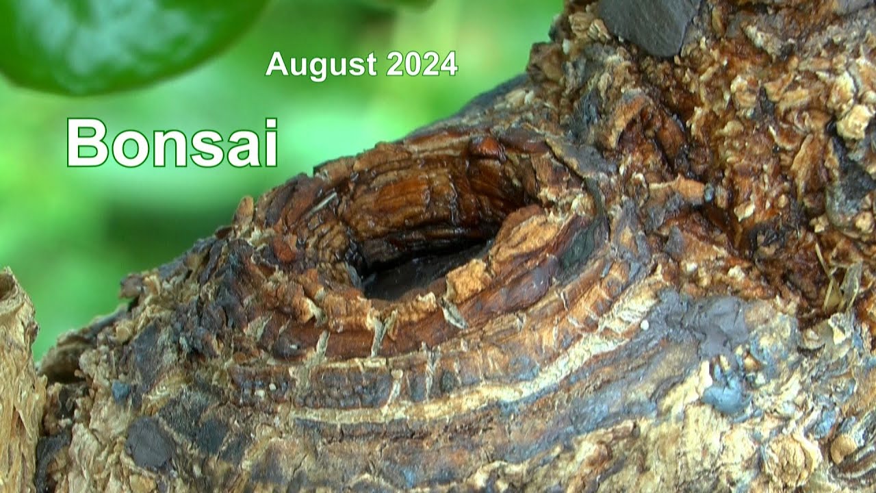 Bonsai im August mit kleinen Überraschungen