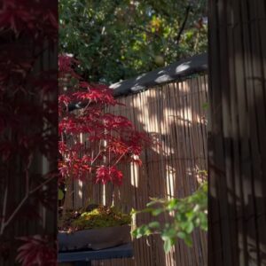 Bonsai: In Praise of Shadows